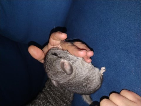 Yaşam garantili chinchilla (çinçila)