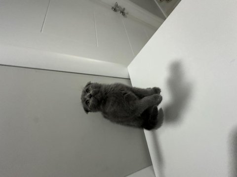 Scottish fold ve british shorthair