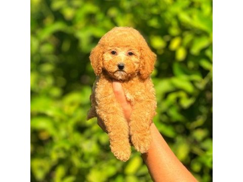 Irk ve sağlık garantili orjinal poodle köpeği yavruları