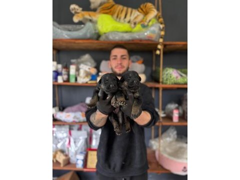 Burkemden korumacı sadık dost alman çoban köpeği yavrular
