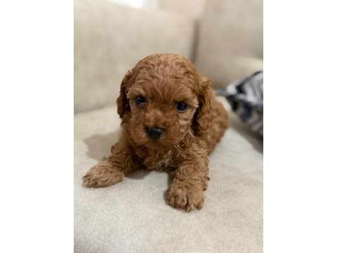 Bir avuç mutluluk toy poodle bebeklerimden