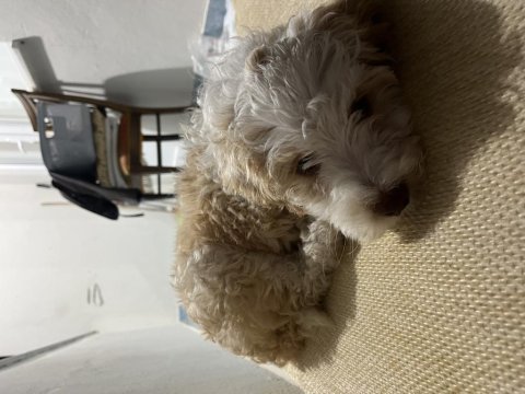 Acil sıcak yuva köpeğimize