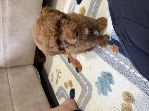 Toy poodle köpeklerimiz