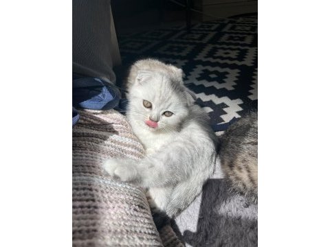 Scottish fold yavru