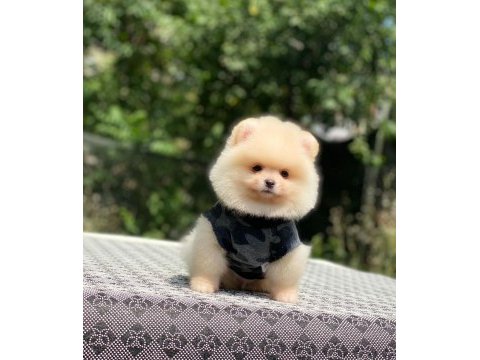 Sevimli pomeranian yavru köpekler