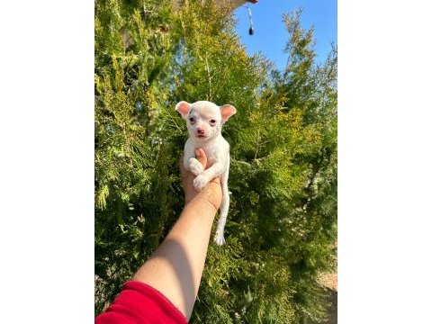 Şivava (chihuahua)