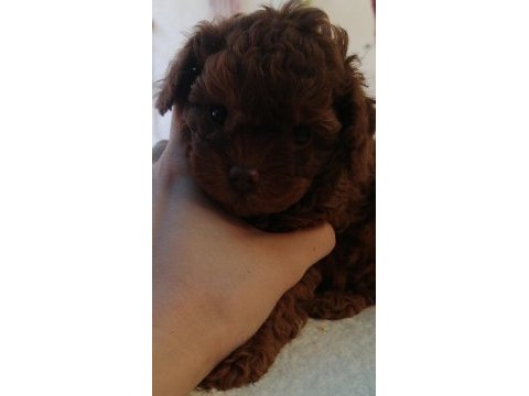 Kore poodle köpeği