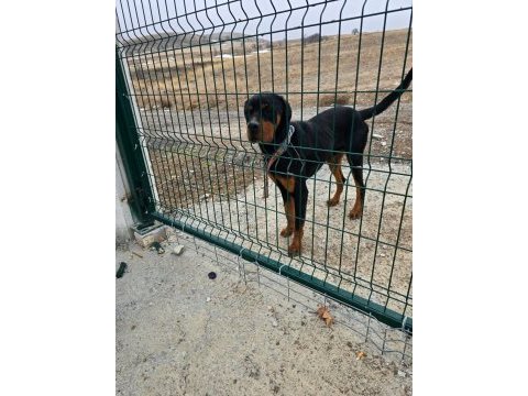1.5 yaşında erkek rottweiler