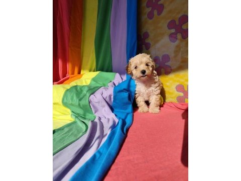 İnanılmaz güzellikte maltipoo yavrular