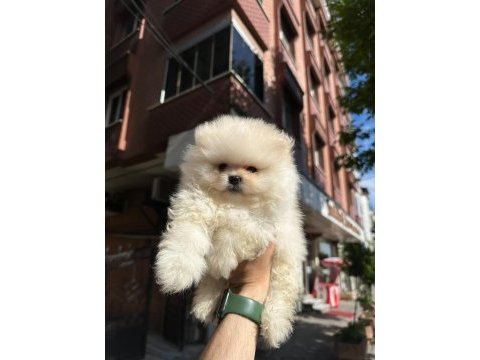 Boo pomeranian teddy bear