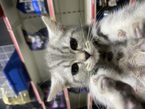 British shorthair ve british longhair