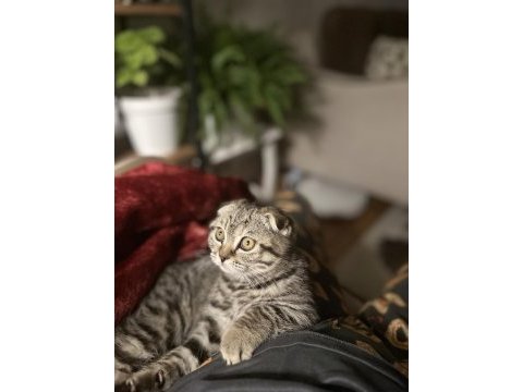 Scottish fold minnoşa yuva