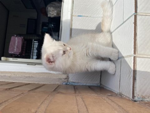 2,5 aylık british longhair