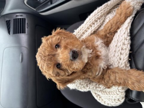 Toy poodle köpeğimiz