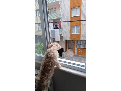 7 aylık maltipoo