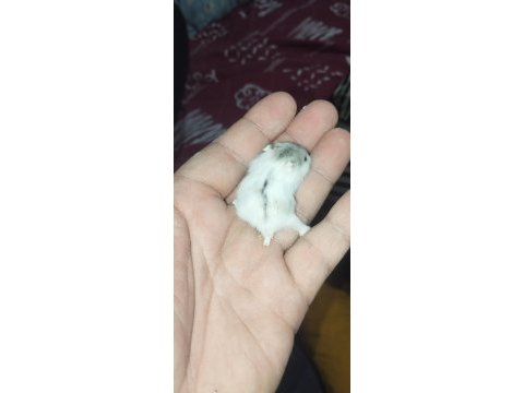 Dwarf renk güzelleri hamster