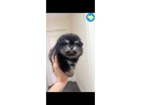 Ayı surat pomeranian boo son erkek yavrumuz