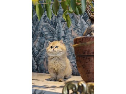 Mavi gözlü yakışıklı golden safkan anne baba kedimiz
