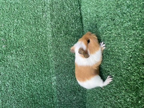 Guinepig yavruları istanbul