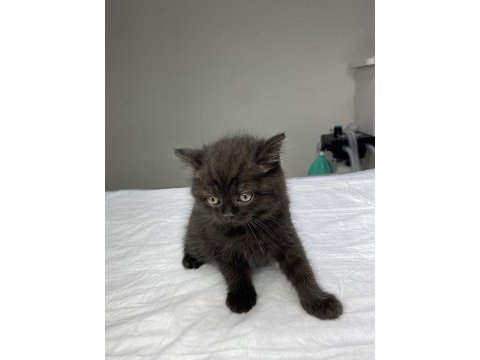 Tatlış britishler shorthair