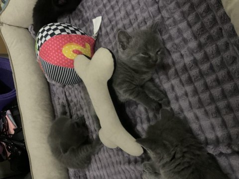 35 günlük safkan british shorthair