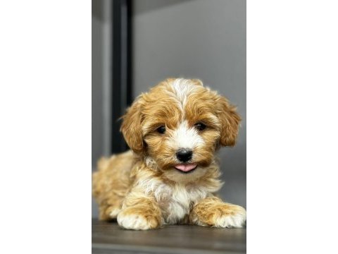 Karamel maltipoo teacup