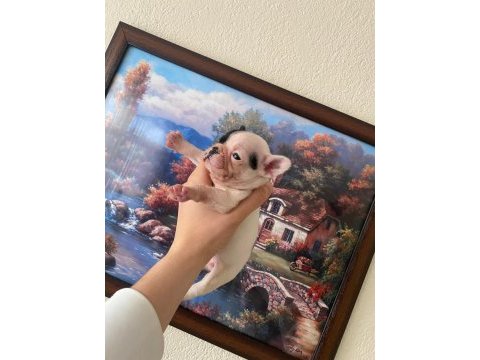 Safkan french bulldog yavrum 45 günlük
