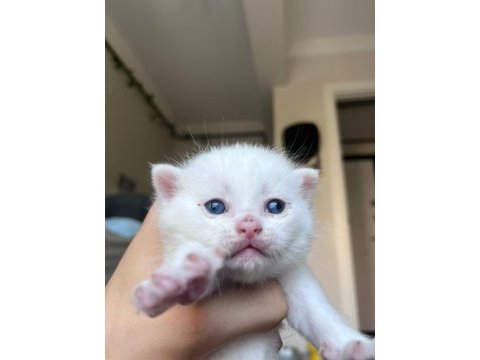 British shorthair yavrularıma yuva arıyorum
