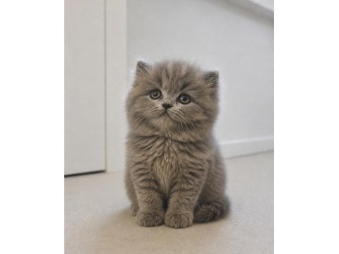 British longhair peluş oyuncak bebeğim
