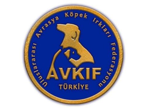 Yorkshire terrier yavrularımız a yuva arıyoruz