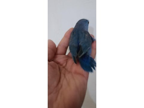 Violet erkek forpus cep papağanı