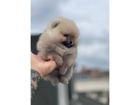 Ankaranın en gözde pomeranian yavruları