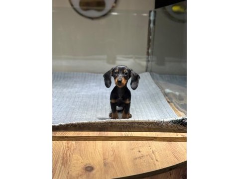 Sosis ırkı dachshund yavrularımız çiftlikten sizlerle