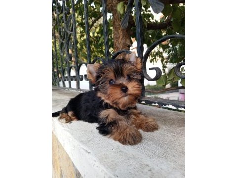 Yorkshire terrier yavrular