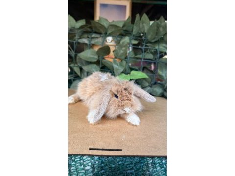 Hollanda lop ve cüce tavşan yavruları