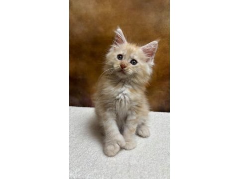 Mco erkek polydactyl wcf kayıtlı
