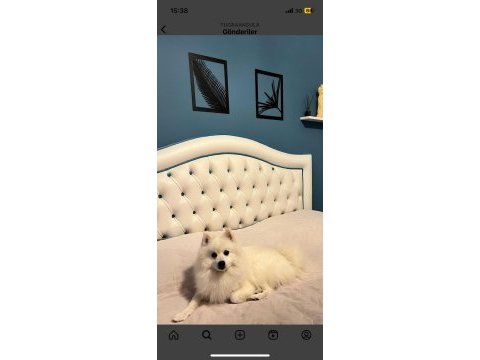 Pomeranian spitz yavrular