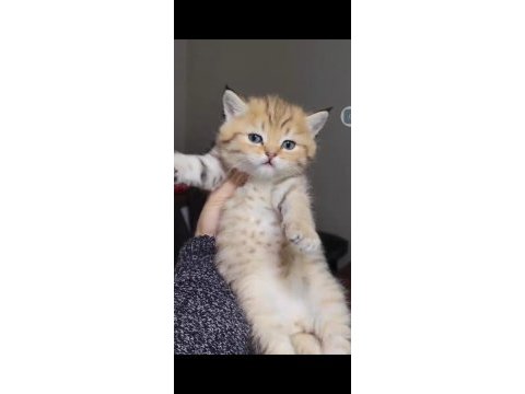 British shorthair