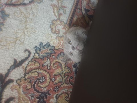 3 aylık british shorthair