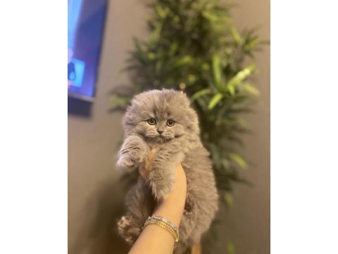 Scottish fold longhair yavrularımız 