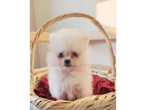 Pomeranian boo bebekler kalitenin adresı