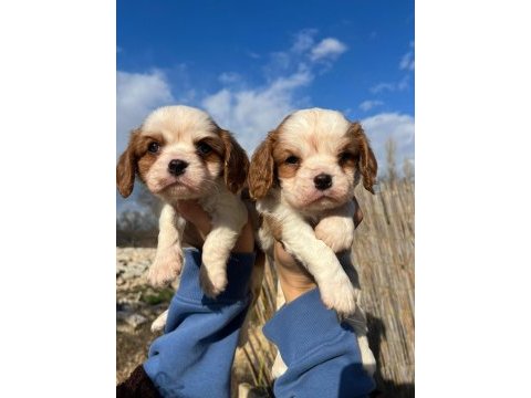 Bebek surat cavalier king charles yavrular