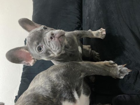 Dişi lilac tan french bulldog