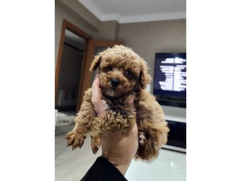 500 gram micro teacup yavruları orjinal ve safkan poodle