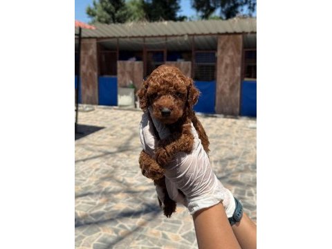 Korea poodle bebeklerimiz