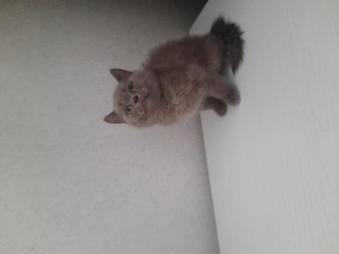 3 british shorthair yavrumuz yeni yuvasına gitmeye hazır