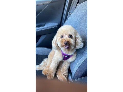 2 yaşında eğitimli toy poodle