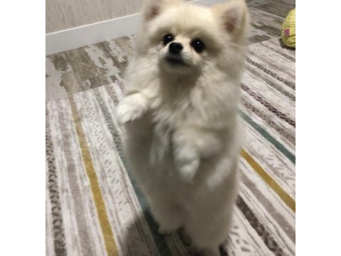 Pomeranian boo