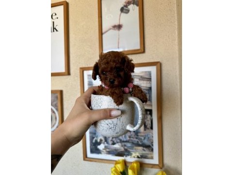 Mini boy teacup poodle yavru