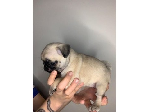 A kalite pug yavrular için mesaj atınız